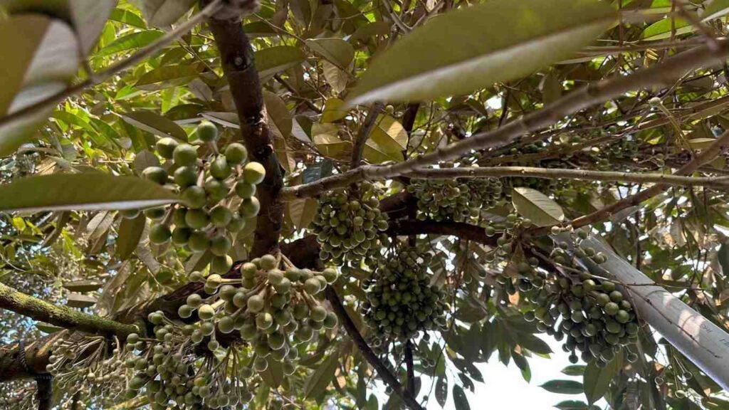 cách tạo mầm hoa sầu riêng giai đoạn hoa mới nhú