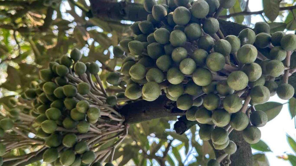 cách xử lý sầu riêng ra hoa giai đoạn hoa sắp nở