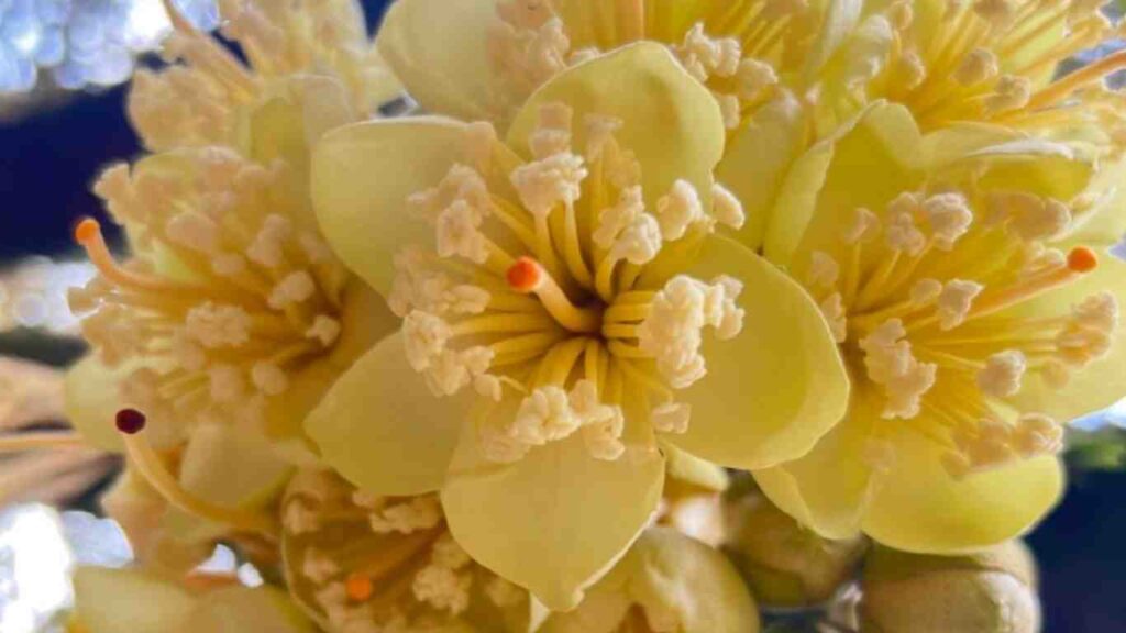 cách xử lý sầu riêng ra hoa khi hoa nở đồng loạt