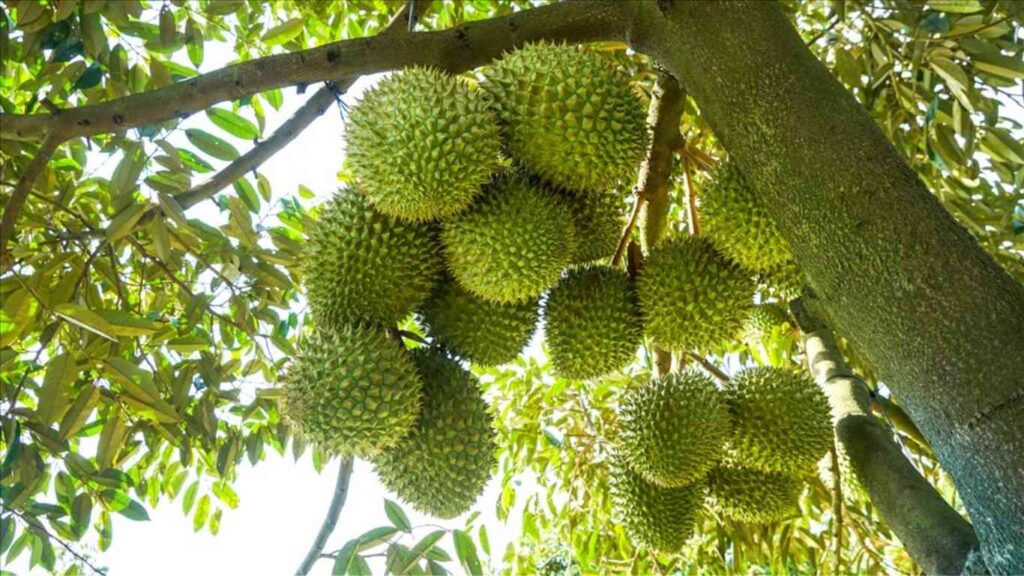 sầu riêng trái gần thu hoạch