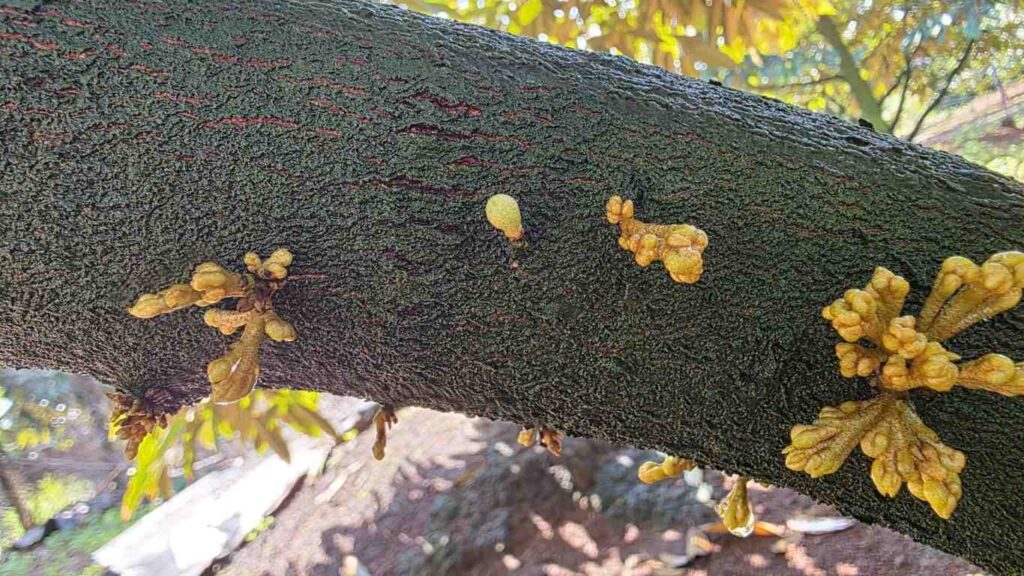 cách tạo mầm hoa sầu riêng với dấu hiệu mắt cua xuất hiện trên thân cây