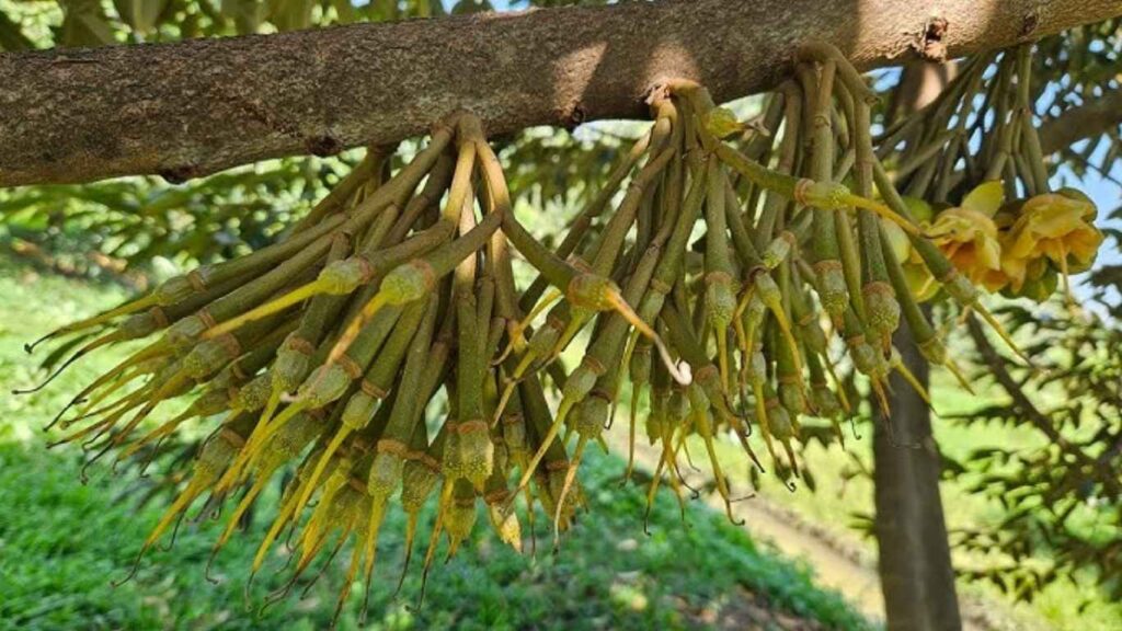 Quy trình nuôi trái sầu riêng