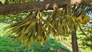 Quy trình nuôi trái sầu riêng