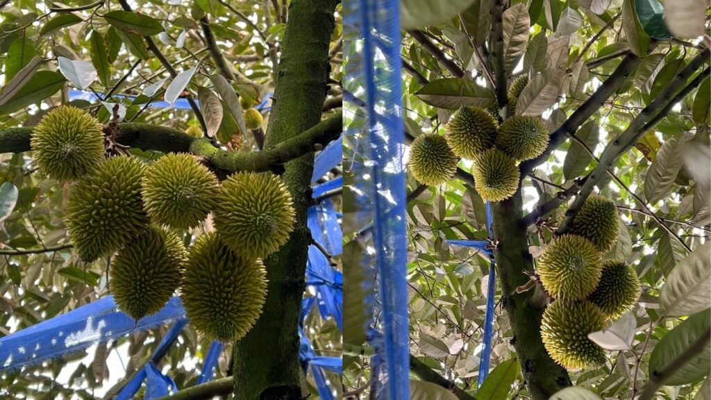 Sầu riêng bằng quả trứng gà 