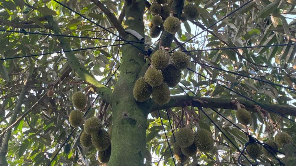 sầu riêng trái 30 ngày tuổi