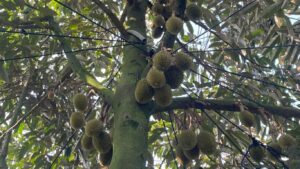 sầu riêng trái 30 ngày tuổi