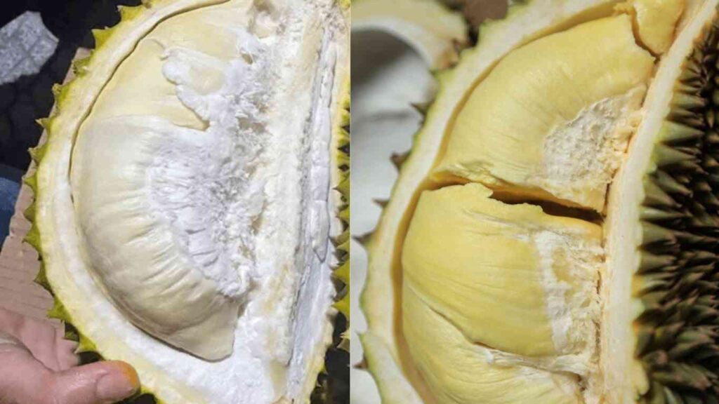 sượng cơm sầu riêng