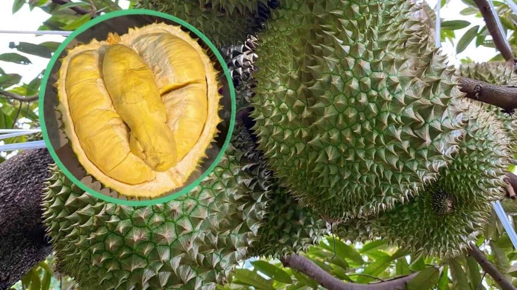 Tác dụng của bón kali cho sầu riêng