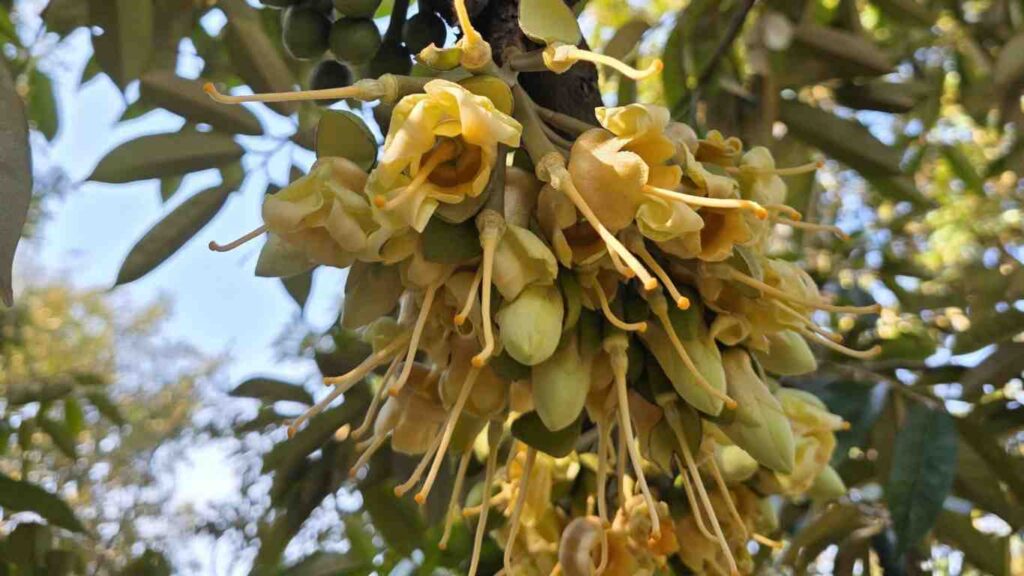 Thời điểm cắt nước tạo mầm hoa sầu riêng