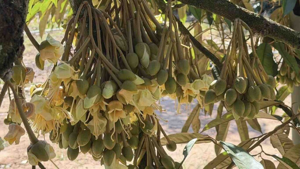 Làm bông sầu riêng mùa thuận tháng mấy