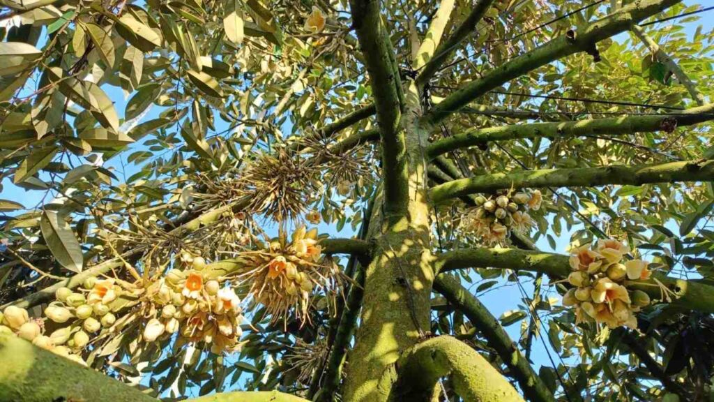 cắt nước làm bông sầu riêng