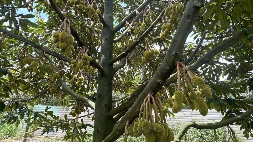 Trái non sầu riêng
