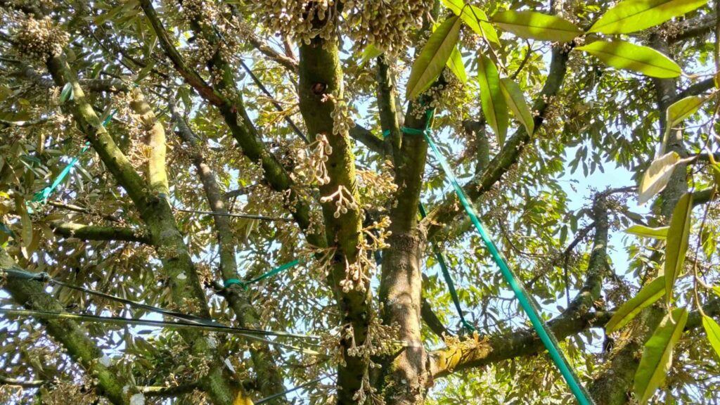 xử lý ra mầm hoa sầu riêng