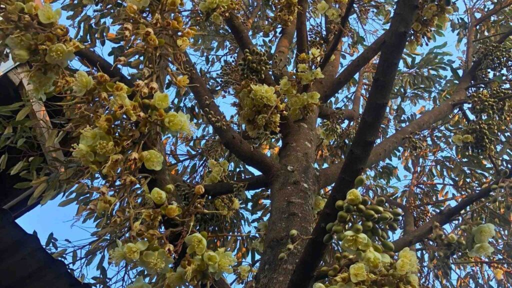 hoa sầu riêng xổ nhụy 