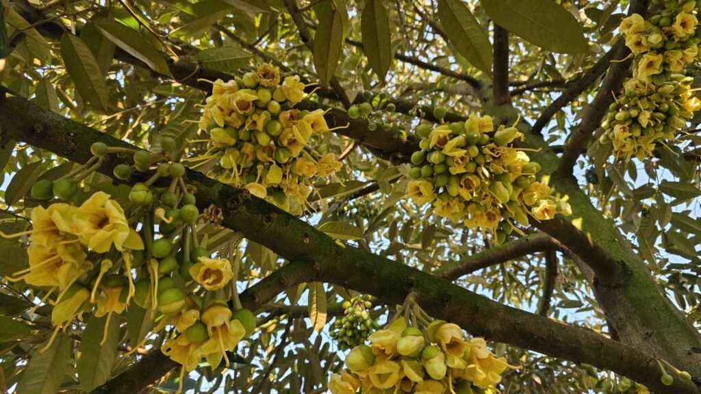 xử lý ra hoa sầu riêng 