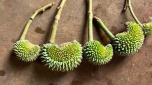 Sầu Riêng Méo Trái