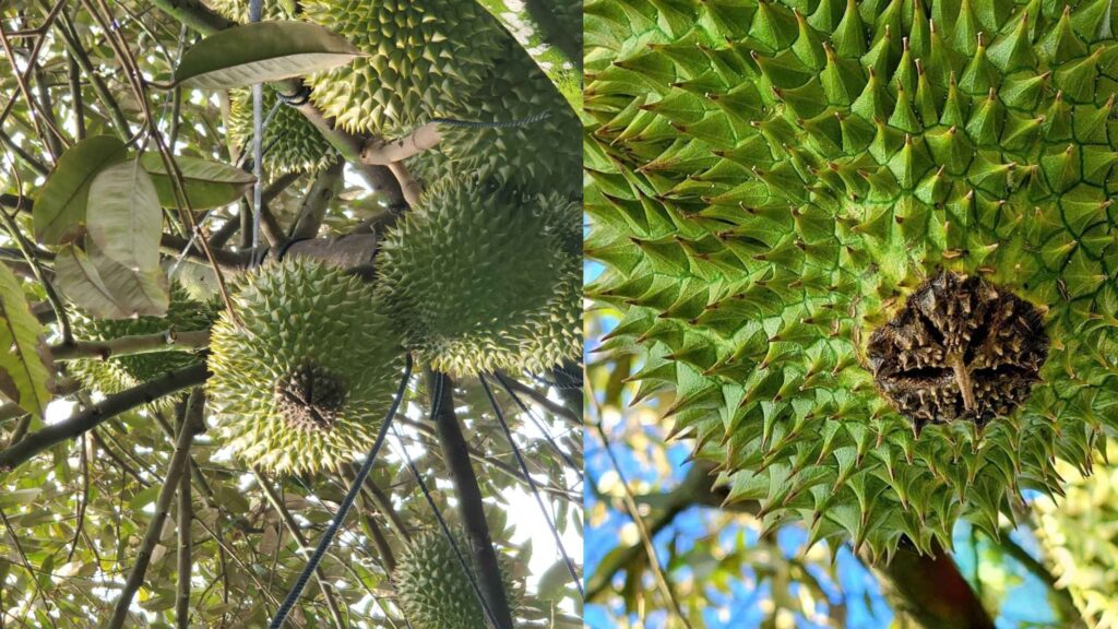 Thối trái sầu riêng 