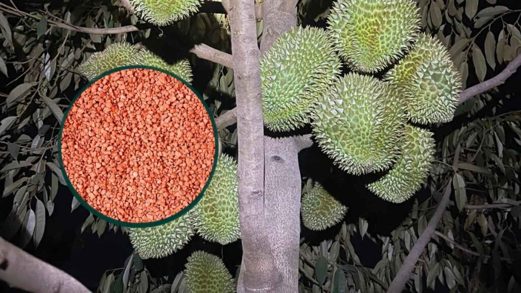 bón kali đỏ cho sầu riêng