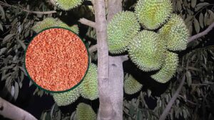 bón kali đỏ cho sầu riêng