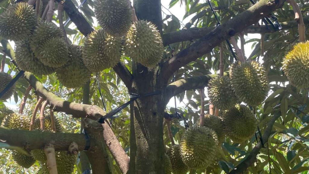 Ca Bo cho sầu riêng