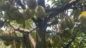 Ca Bo cho sầu riêng