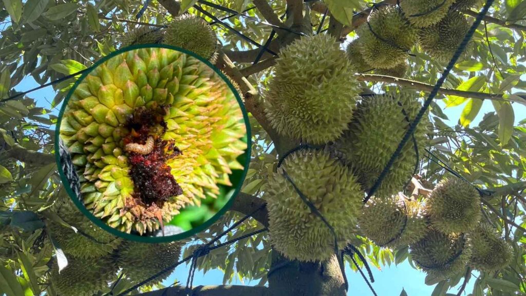 Sâu Đục Trái Sầu Riêng