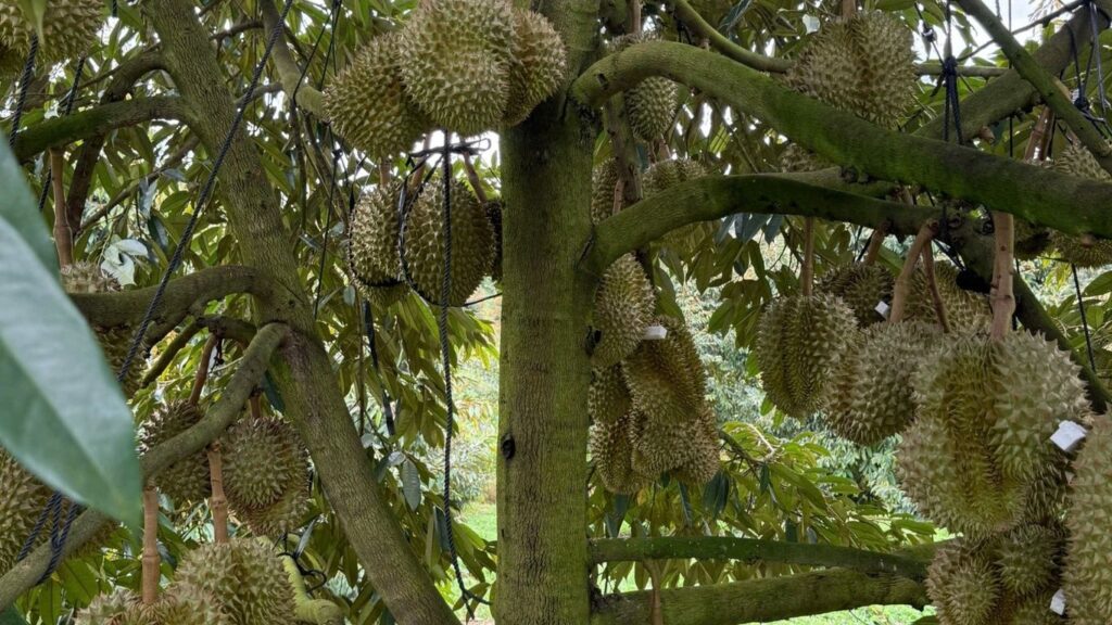 cay-sau-rieng (1)