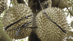 sầu riêng rớt giá