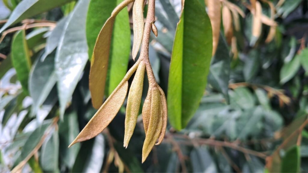 kéo đọt sầu riêng