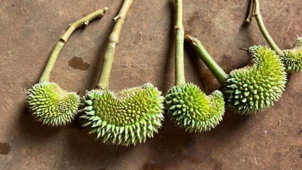 méo trái sầu riêng