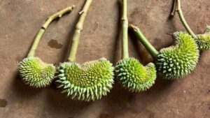 méo trái sầu riêng